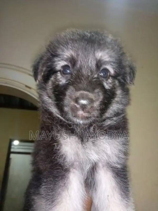 German Shepherd Long Coat