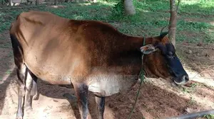 கலப்பின பசு மாடு