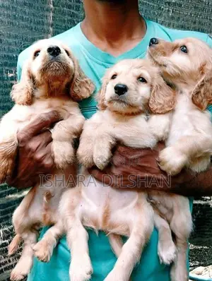 Cocker Spaniel