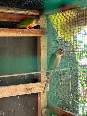 Pineapple Conure