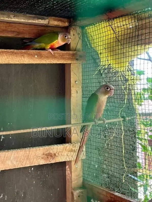Pineapple Conure