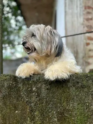 Shih Tzu Dog