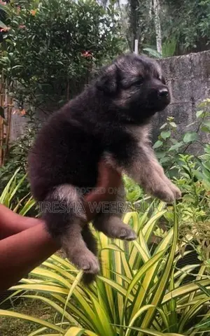 German Shepherd