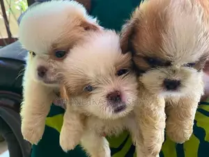 Shih Tzu Puppies