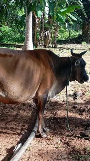 கலப்பின பசு மாடு
