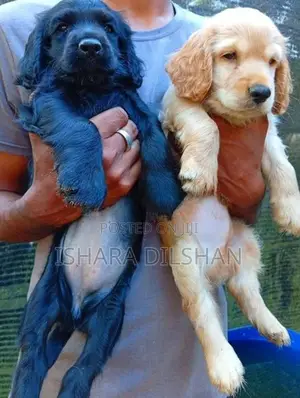 Cocker Spaniel