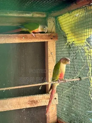 Pineapple Conure