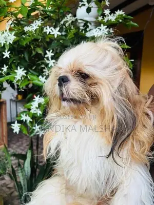 Shih Tzu Puppies