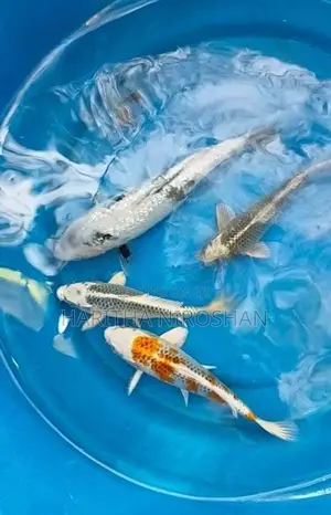 Koi Fish