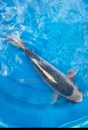 Koi Fish