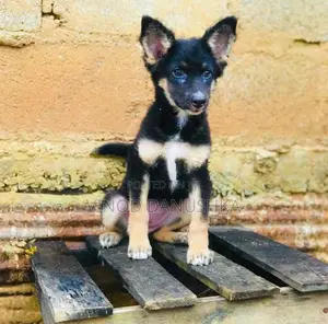 German Shepherd Puppy