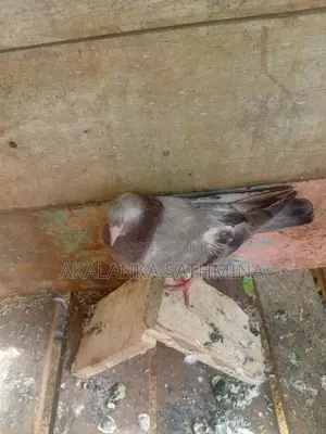 Pigeons