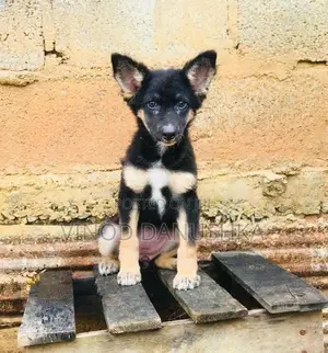 German Shepherd Puppy
