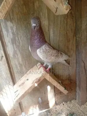 Pigeons