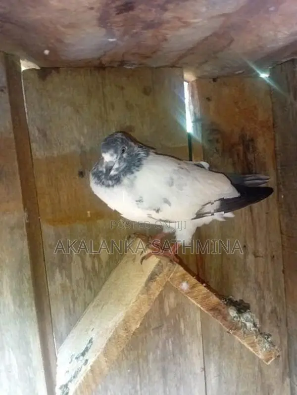 Pigeons