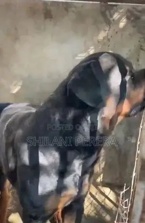 Rottweiler Male Dog