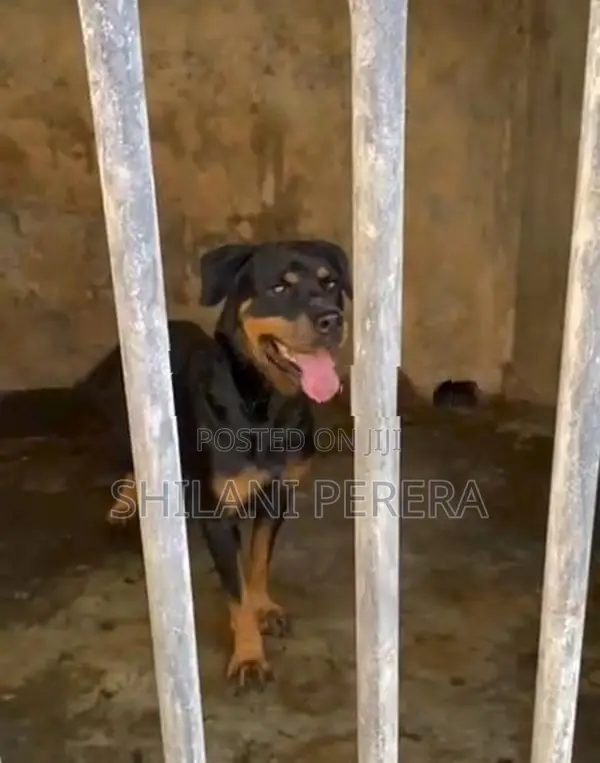 Rottweiler One Side Female