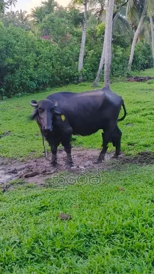 මූරා වර්ගයේ මීදෙන