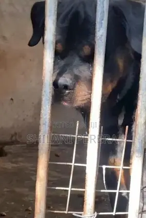 Rottweiler Male Dog