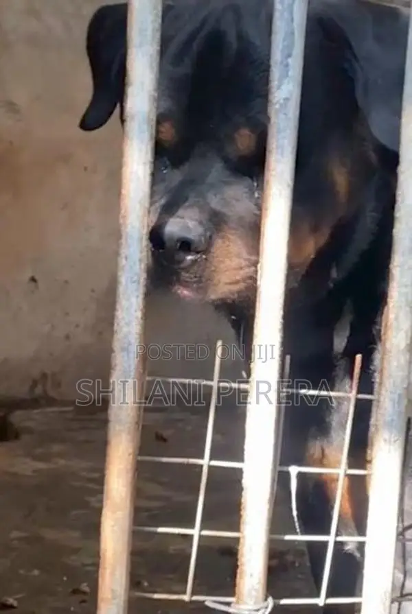 Rottweiler Male Dog