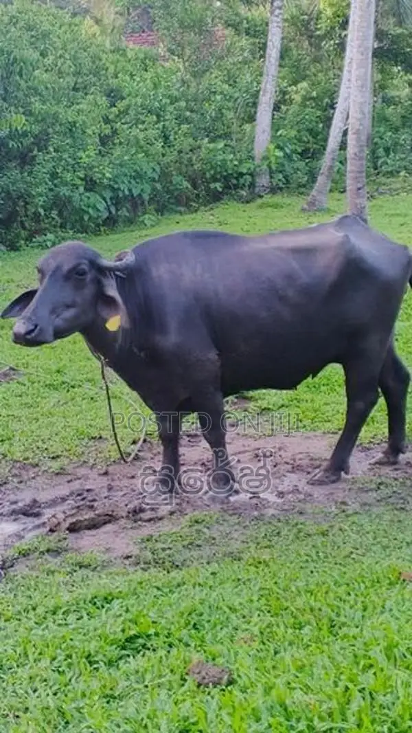මූරා වර්ගයේ මීදෙන