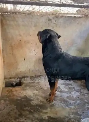Rottweiler Male Dog