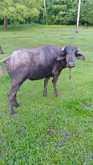 මූරා වර්ගයේ මීදෙන