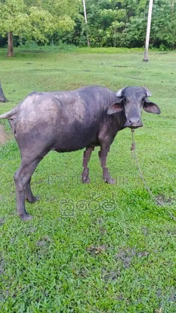 මූරා වර්ගයේ මීදෙන