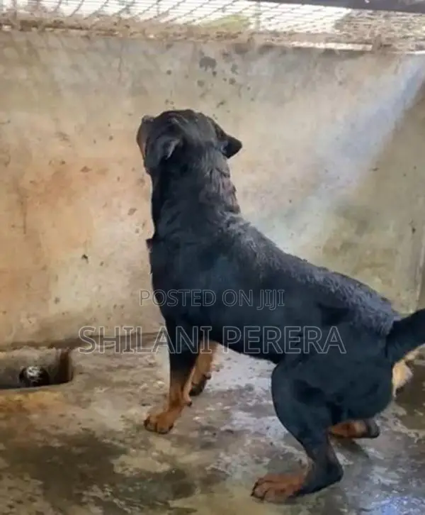 Rottweiler Male Dog