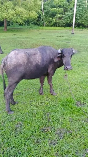 මූරා වර්ගයේ මීදෙන