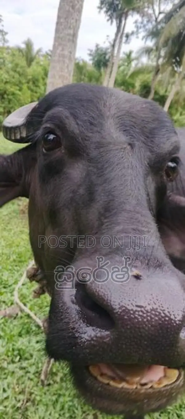 මූරා වර්ගයේ මීදෙන