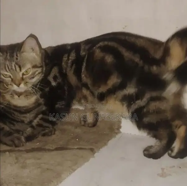 American Short Hair Cat