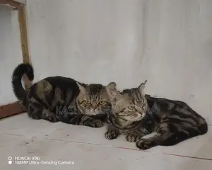 American Short Hair Cat