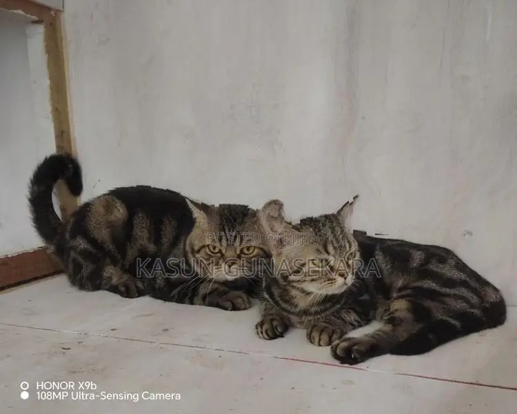 American Short Hair Cat