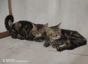 American Short Hair Cat