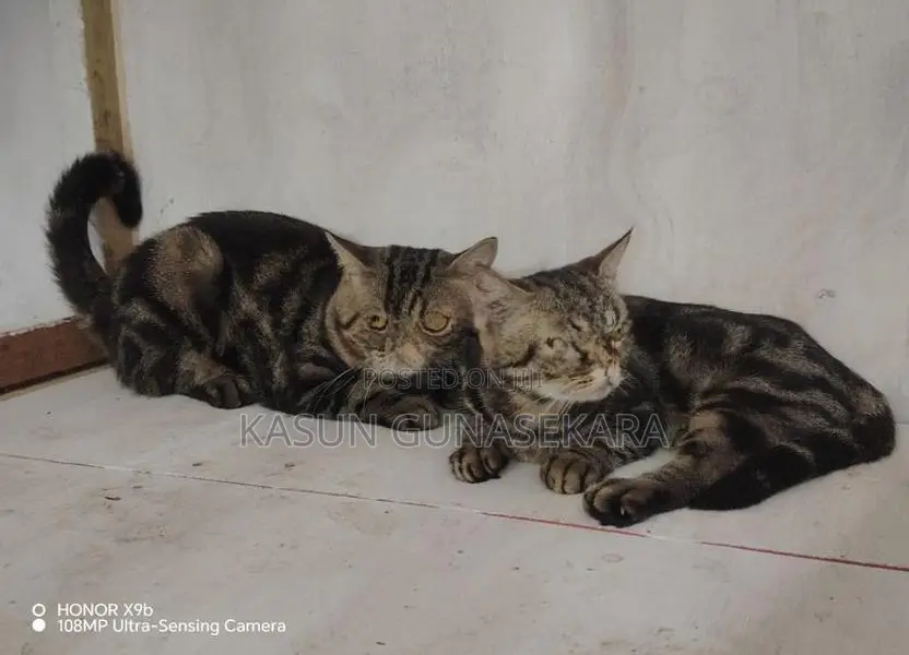 American Short Hair Cat