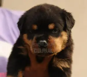 Rottweiler Puppy