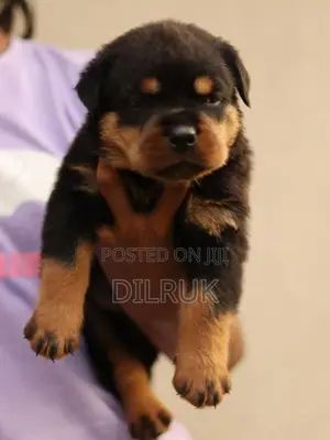Rottweiler Puppy