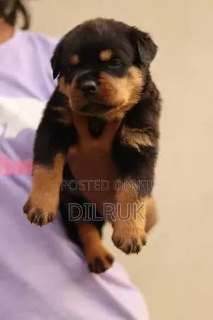 Rottweiler Puppy