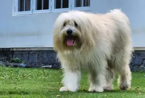 Tibetan Terrier