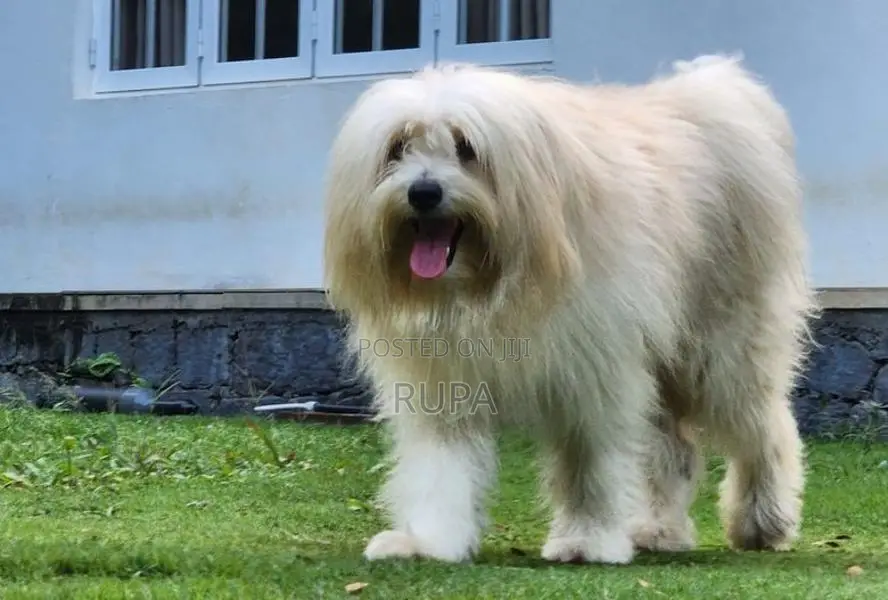 Tibetan Terrier