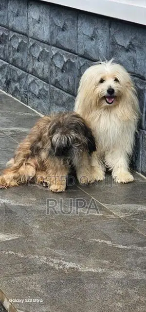 Tibetan Terrier