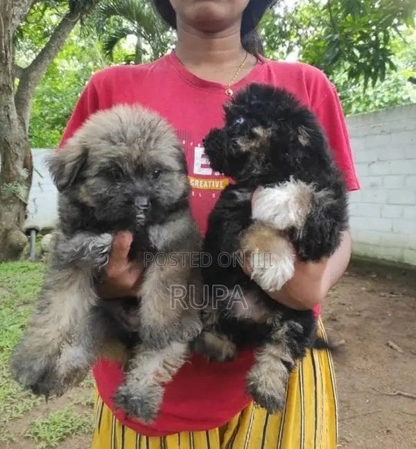 Tibetan Terrier