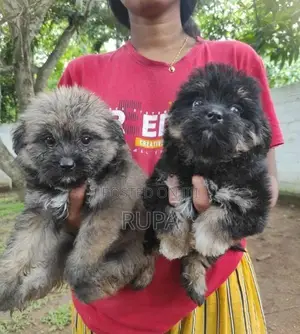 Tibetan Terrier
