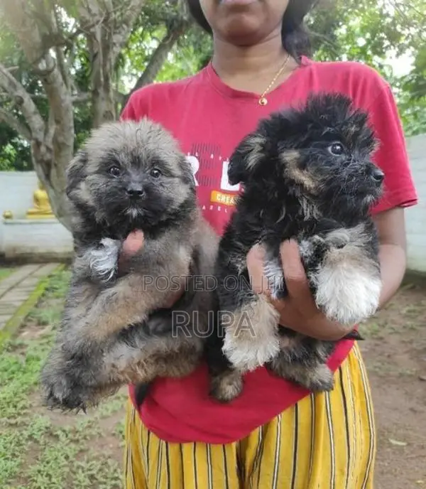 Tibetan Terrier