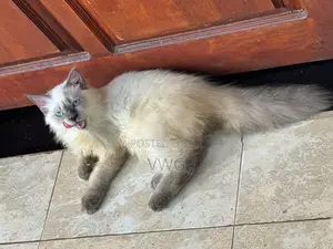Siberian Persian Kitten