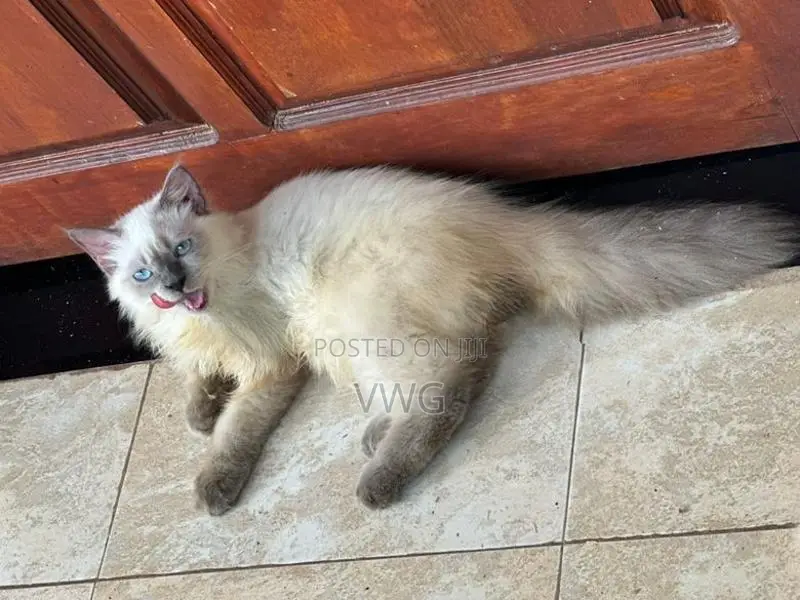 Siberian Persian Kitten