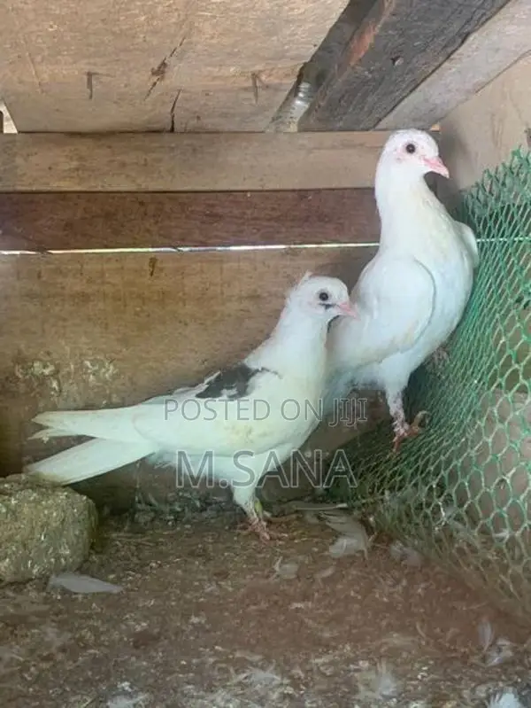 Pigeon