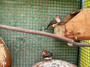 Finches Bird