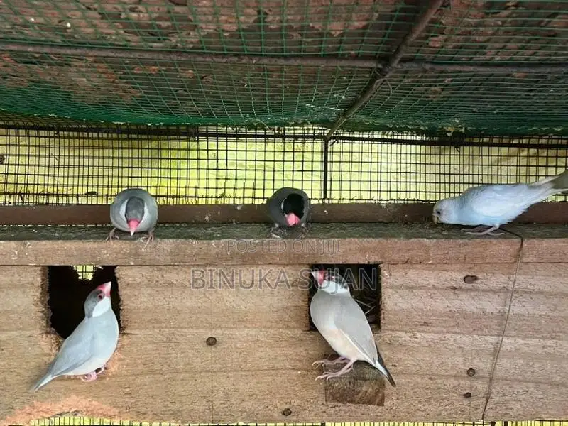 Java Birds
